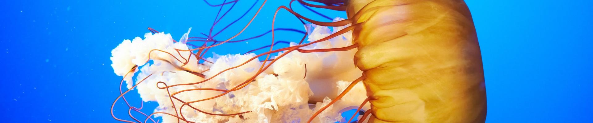 Picaduras de medusas